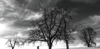 The Widowed Tree